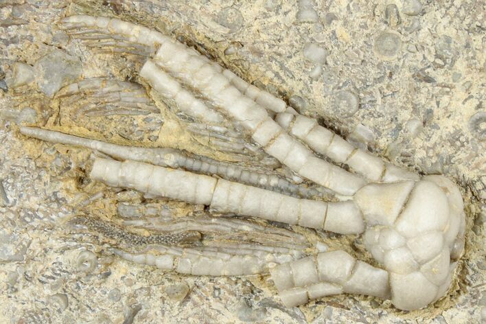 Fossil Crinoid (Phanocrinus) - Anna, Illinois #326086